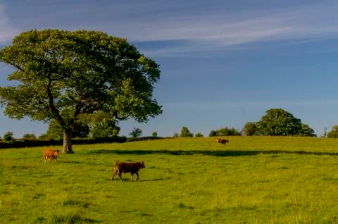 Brown cows in a field Stock Photos