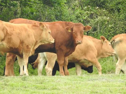 Brown cows in a field Stock Photos