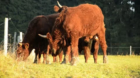 Brown cows Stock Footage 10680872