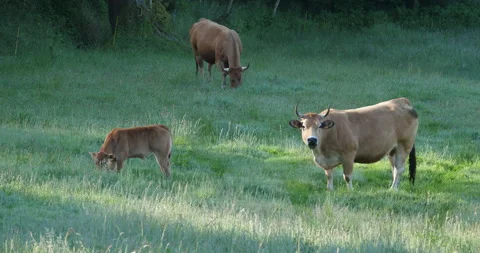 Brown cows Видео 154553549