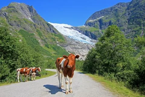 Brown cows in front of Boyabreen glacier, Norway, Europe Stock Photos