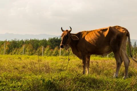 Brown cows in a grassy field Stock Photos