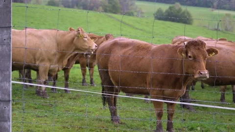 Brown cows on grassy field in rain Stock Footage 141666372