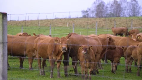 Brown cows on grassy field in rain Stock Footage 141666420