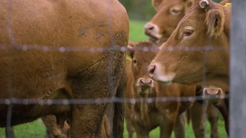 Brown cows on grassy field in rain Stock Footage 141666568