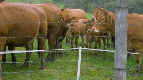 Brown cows on grassy field in rain Stock Footage 141666627