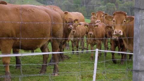 Brown cows on grassy field in rain Stock Footage 141666647