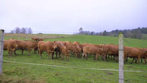 Brown cows on grassy field in rain Stock Footage 141666694