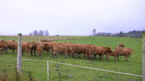 Brown cows on grassy field in rain Stock Footage 141667187