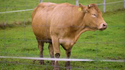Brown cows on grassy field in rain Stock Footage 141667299