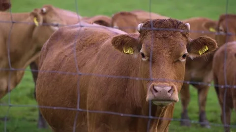 Brown cows on grassy field in rain Stock Footage 141667319