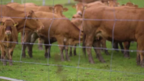 Brown cows on grassy field in rain Stock Footage 141667485