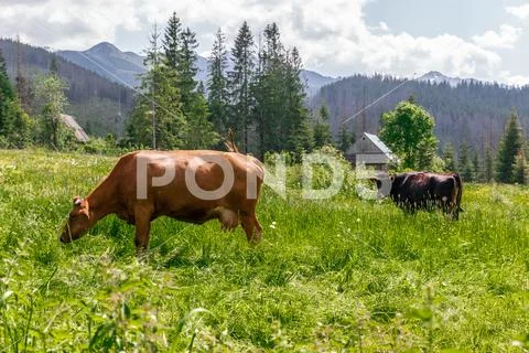 Brown cows graze on a green meadow in the summer. Stock Photos