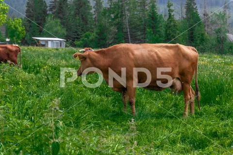 Brown cows graze on a green meadow in the summer. Stock Photos