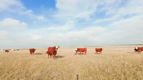 Brown cows graze in a meadow and chew grass Stock Footage 261285577