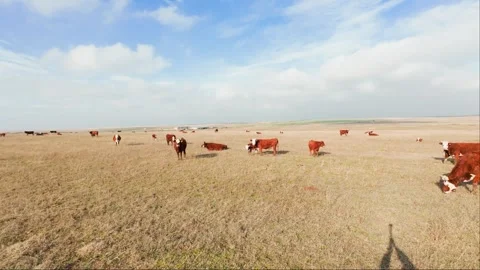 Brown cows graze in a meadow and chew grass Stock Footage 261286331