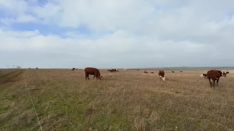 Brown cows graze in a meadow and chew grass Stock Footage 261286587