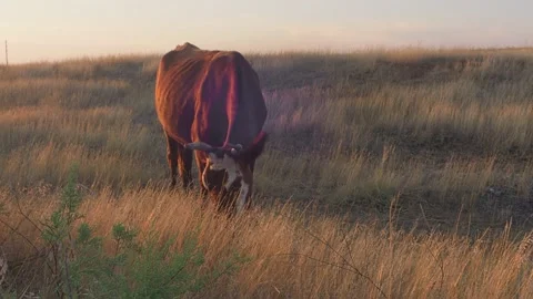 Brown cows graze in a sun-baked meadow in the evening, as the golden sun se.. Stock Footage 329657545