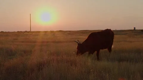 Brown cows graze in a sun-baked meadow in the evening, illuminated by the g.. 库存影片 329657668