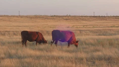 Brown cows graze in a sun-baked meadow in the evening. Wide shot. Stock Footage 333473931