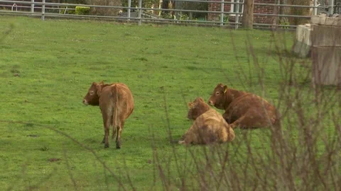 Brown cows grazing and resting in a green grassy field on a sunny day several 스톡 동영상 337060768