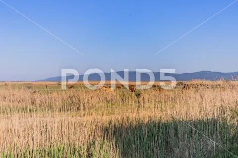 Brown cows grazing in the fields of Evros Delta, Greece Stock Photos