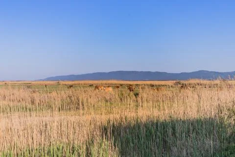 Brown cows grazing in the fields of Evros Delta, Greece Stock Photos
