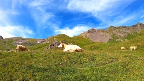 Brown cows grazing on a green Alpine pasture in Switzerland Stock Footage 122174348