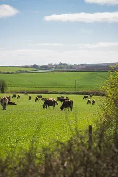 Brown Cows Grazing in Green Fields in Cornwall Countryside Under Blue Sky Fotos Stock