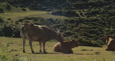 Brown Cows Grazing In Green Pastures Of Asturias Spain Stock Footage 341433412