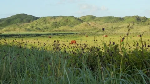 Brown cows grazing on a lush green meadow Stock-Footage 338091211