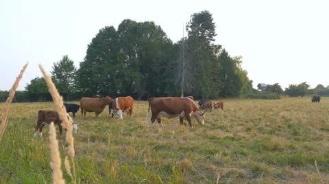 Brown cows grazing in the meadow Stock Footage 63384893