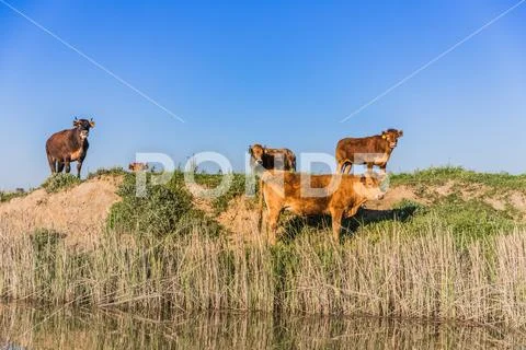 Brown cows grazing in a stubble field by the river Stock Photos