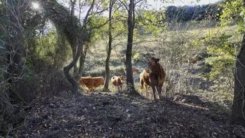 Brown cows grazing in a sunny Basque Country forest 스톡 동영상 334049230