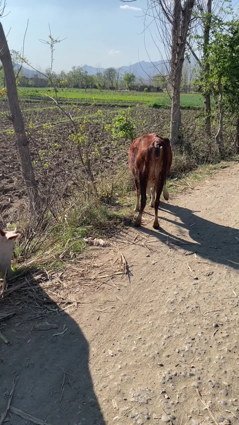 Brown cows grazzig on road side. Stock Footage 304438595