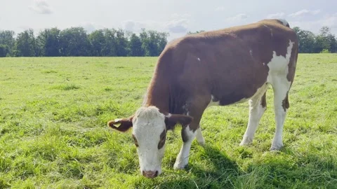 Brown cows on the green field Stock Footage 164312853
