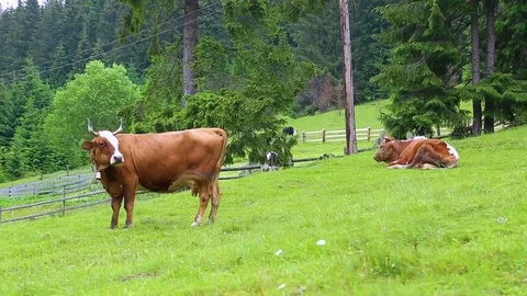 Brown cows at green grassland eating fresh grass in highland countryside Stock Footage