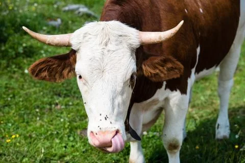 Brown Cow´s Head Stock Photos
