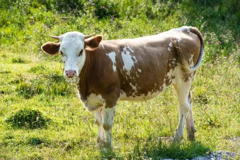 Brown Cow´s Head Stock Photos