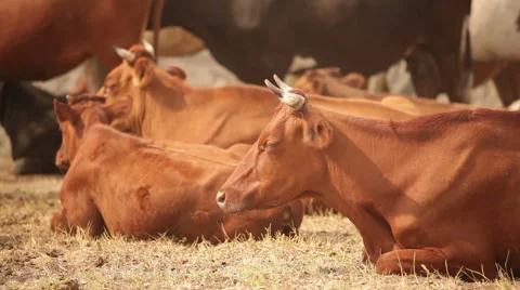 Brown cows lie on the pasture. Stock Footage 48914370