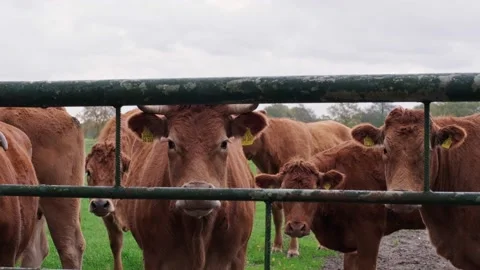 Brown cows looking at the camera from behind the fence. Stock Footage 226245896