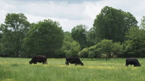 Brown Cows in Meadow Stock Footage 107161423