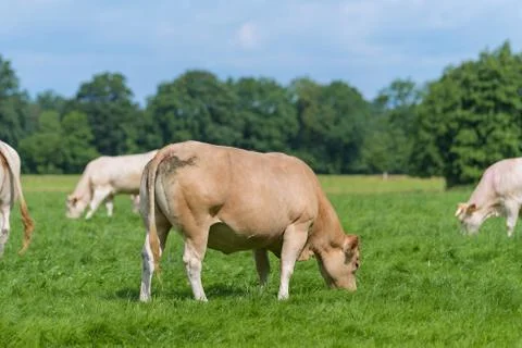 Brown cows in meadow Stock Photos