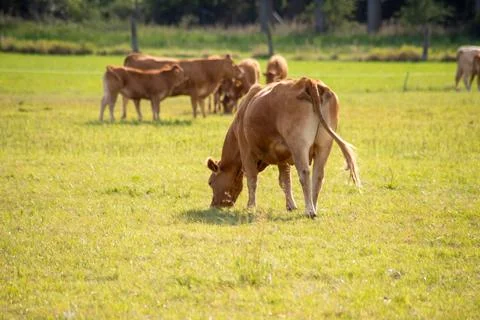 Brown cows on a meadow in September Stock Photos