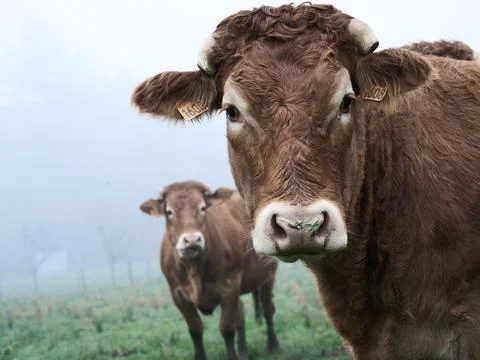 Brown Cows in Misty Pasture Foto stock