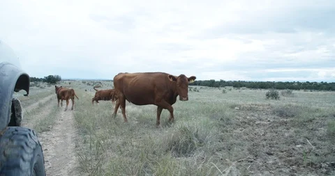 Brown cows moving aside for ranch truck on open prairie range Stock Footage 104059869