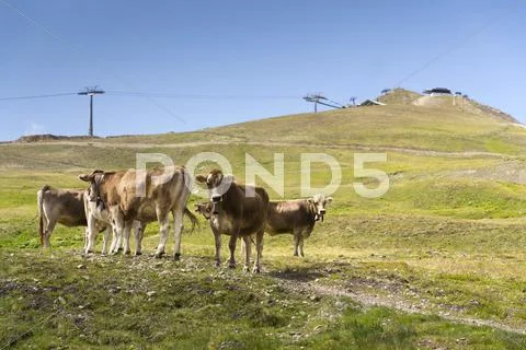 Brown cows pasture in Italian Alps with cableway in background Stock Photos