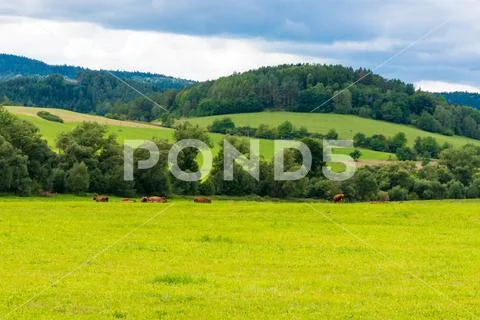 Brown cows on pasture. Sunny summer day Stock Photos