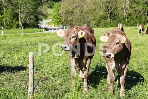 Brown cows in pastures in the foothills of the Alps Stock Photos