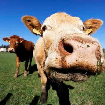 Brown cows Stock Photos